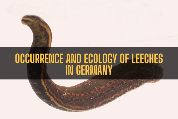 Occurrence and Ecology of Leeches in Germany-Living