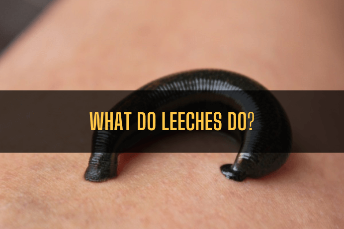 what do leeches do