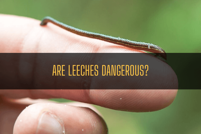 Are leeches Dangerous