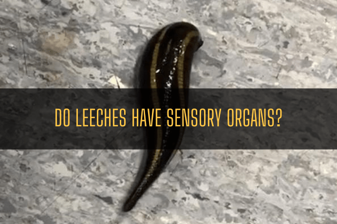 Do leeches have sensory Organs